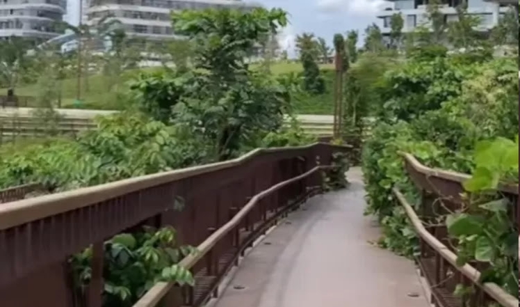 Viral, Kondisi IKN Dipenuhi Ilalang, Warganet Singgung 'Mulyono" |  Bagynews.com